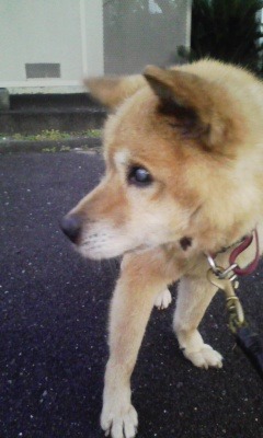 老犬です。