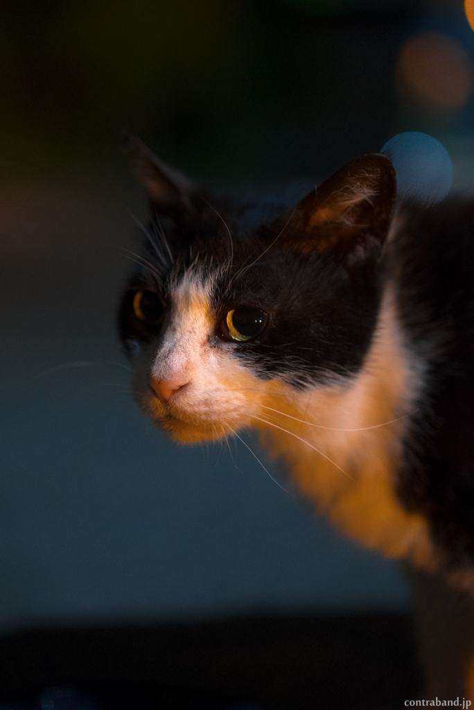 夜猫