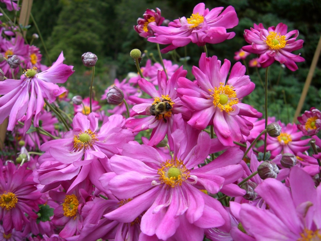 bee