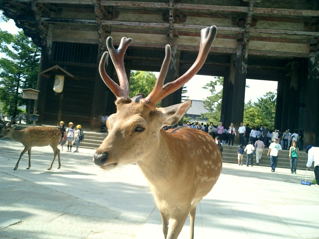 鹿公園