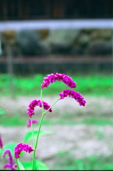 MZ2009072908
