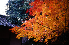 T2_2009112805