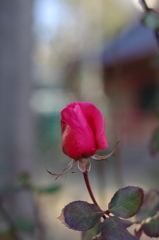 IMGP0021