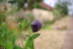 IMGP3931