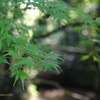 K7GP2606