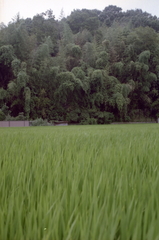 MZ2009072909