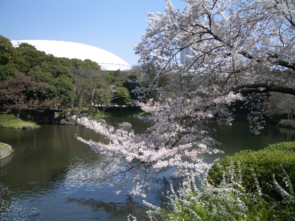 東京ドームを望んで桜