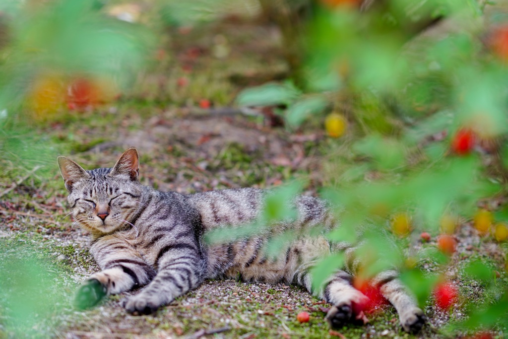 グミの木の下でお昼寝✩.*˚