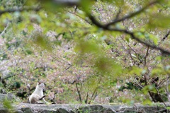 葉桜でお花見にゃ✩.*˚