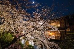 京都祇園白川の桜その5