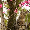 杏子の花がもうそろそろにゃฅ•ω•ฅ