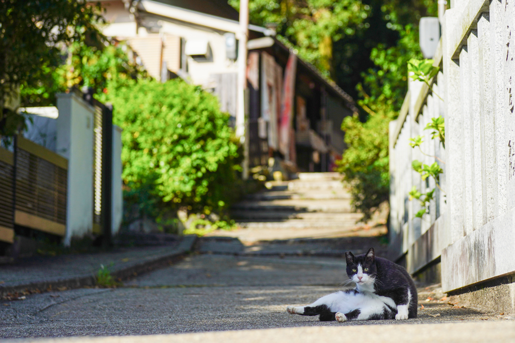 のどかな田舎道の猫さん(=^・^=)