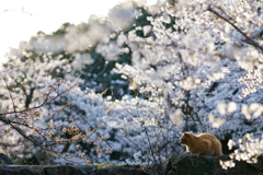 桜とトラちゃん