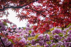 八重桜と紅葉