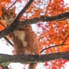 紅葉と猫ฅ•ω•ฅ