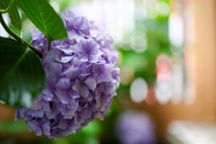 梅雨のつかの間の晴れ間に