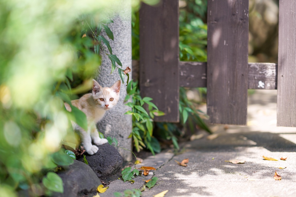 親離れ修行中ฅ•ω•ฅ