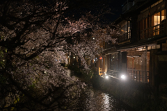 京都祇園の桜その2