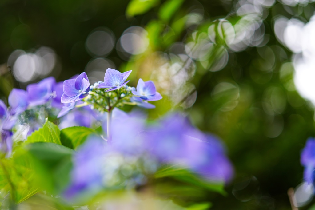紫陽花と綺麗な玉ボケ✩.*˚