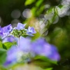 紫陽花と綺麗な玉ボケ✩.*˚