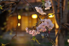 京都祇園白川の桜その4