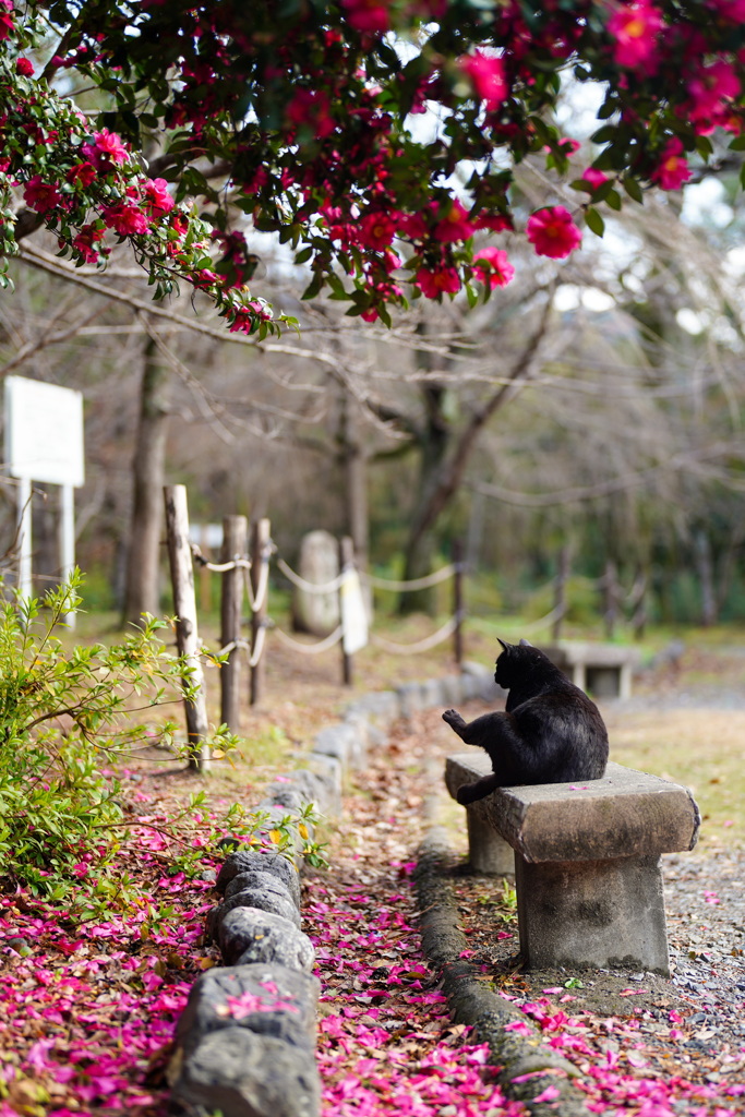 椿の木の下でฅ^._.^ฅ