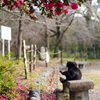 椿の木の下でฅ^._.^ฅ