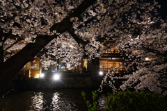 京都祇園白川の夜桜その6