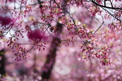 散り際まで美しい長徳寺のおかめ桜