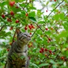 グミの木登り✩.*˚