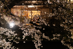 京都祇園白川の桜