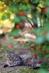 グミの木の下でお昼寝✩.*˚