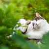 茂みでポリポリฅ•ω•ฅ