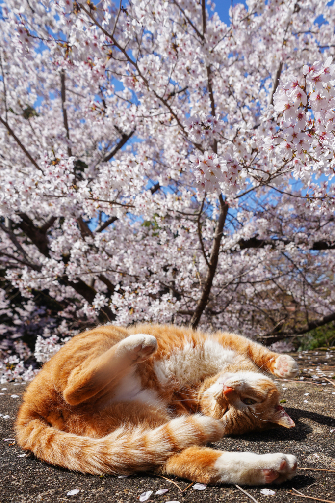 晴天お花見