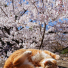 晴天お花見