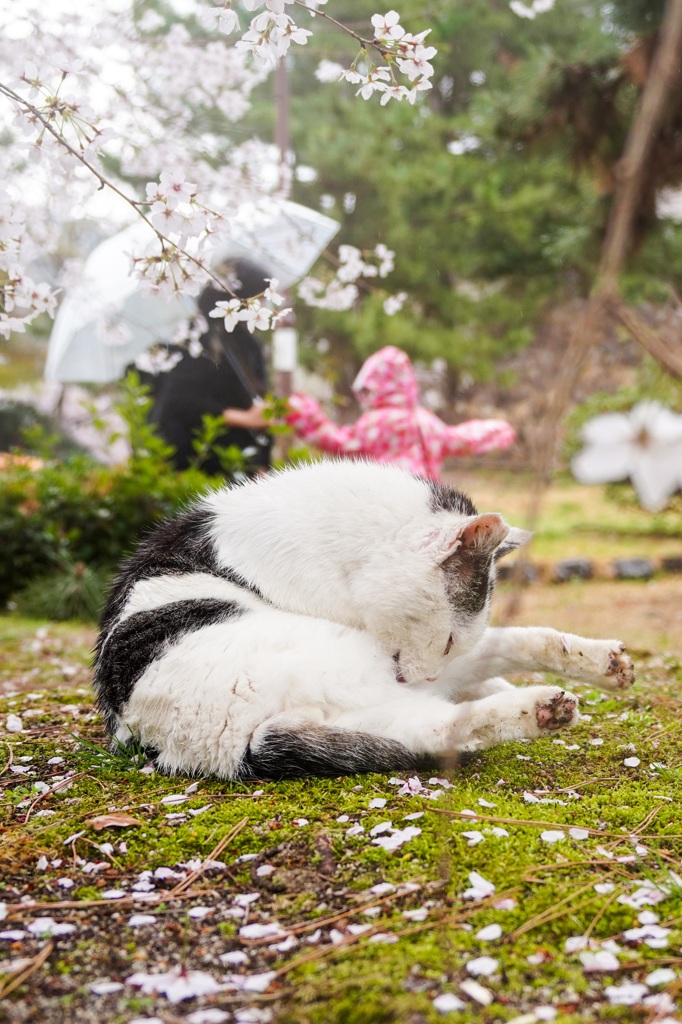 雨のお花見ฅ•ω•ฅ