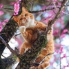杏子まねきねこ✩