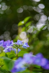 紫陽花と玉ボケ✩.*˚