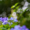 紫陽花と玉ボケ✩.*˚