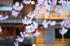 京都祇園白川の桜その3