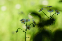 春の日陰