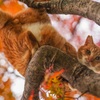 アクロバティック紅葉猫ฅ•ω•ฅ