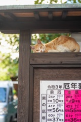 猫年はまだにゃりかฅ•ω•ฅ？その2