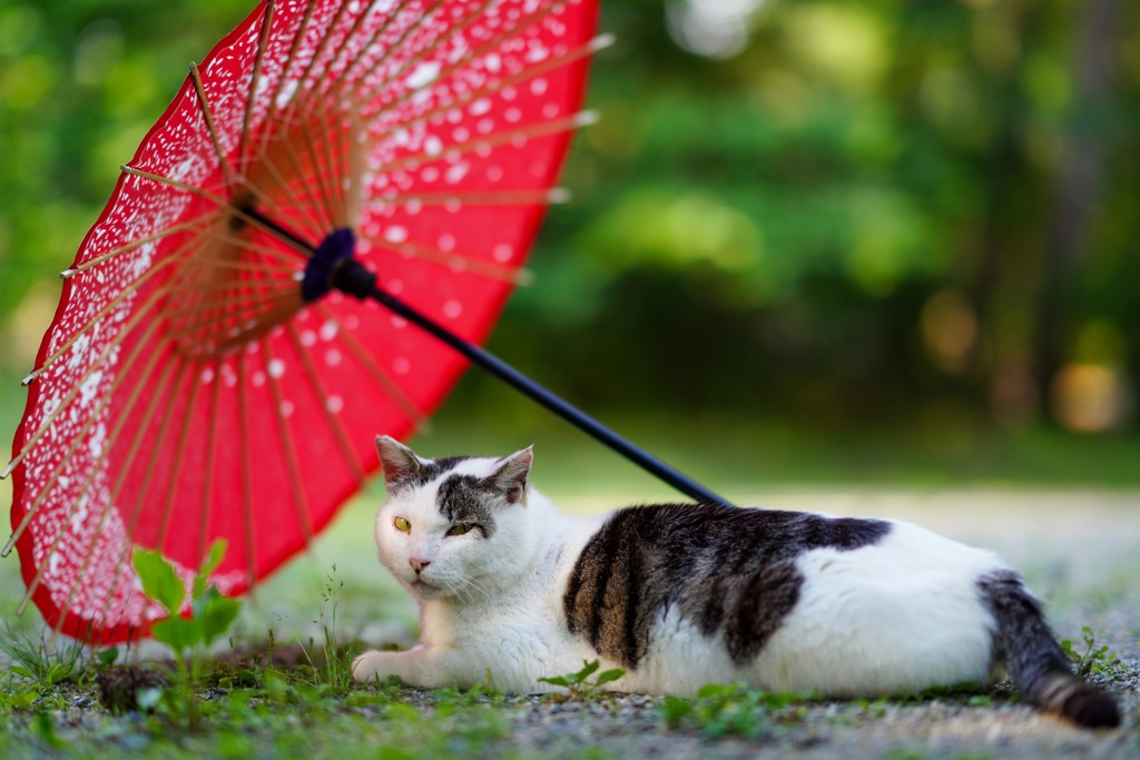 今日は夏日ฅ•ω•ฅ