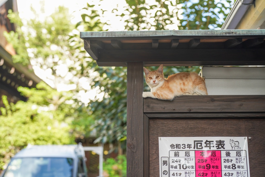 猫年はまだにゃりかฅ•ω•ฅ？その1