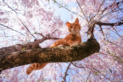 垂れ桜と見下す猫☆