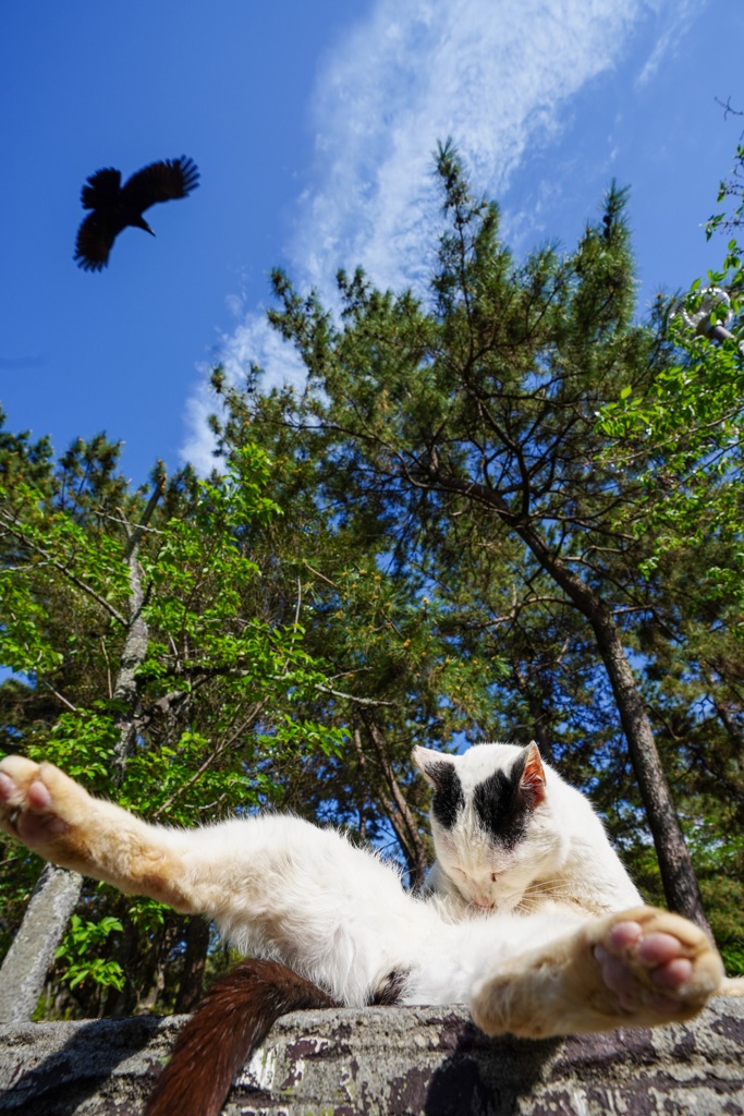 猫とトンビと青空と