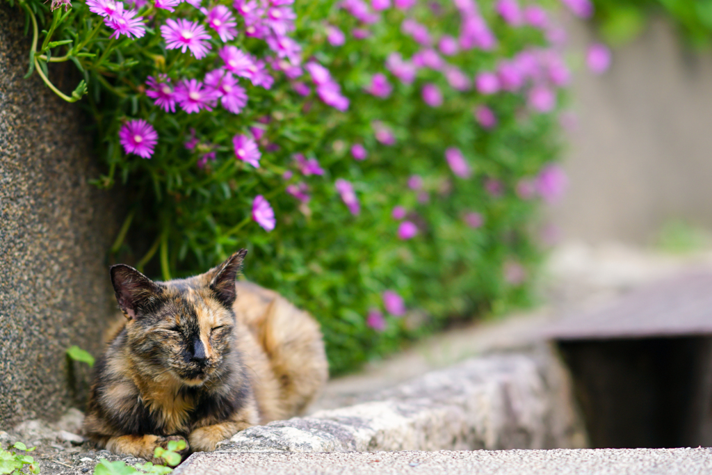 お花の下でお昼寝ฅ•ω•ฅ