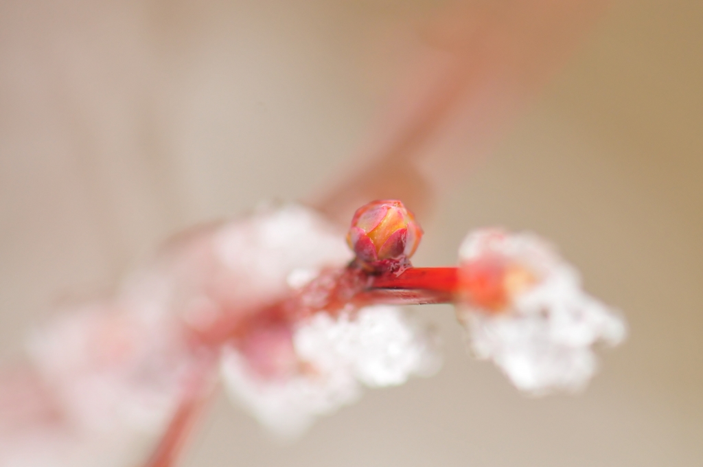 芽