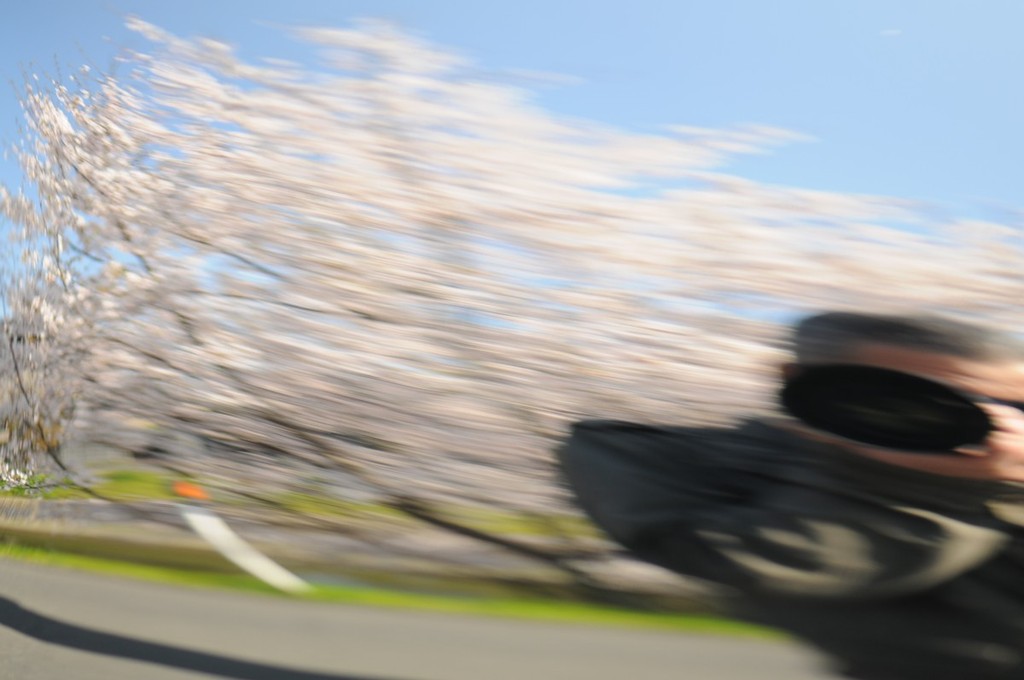 おっさんと桜